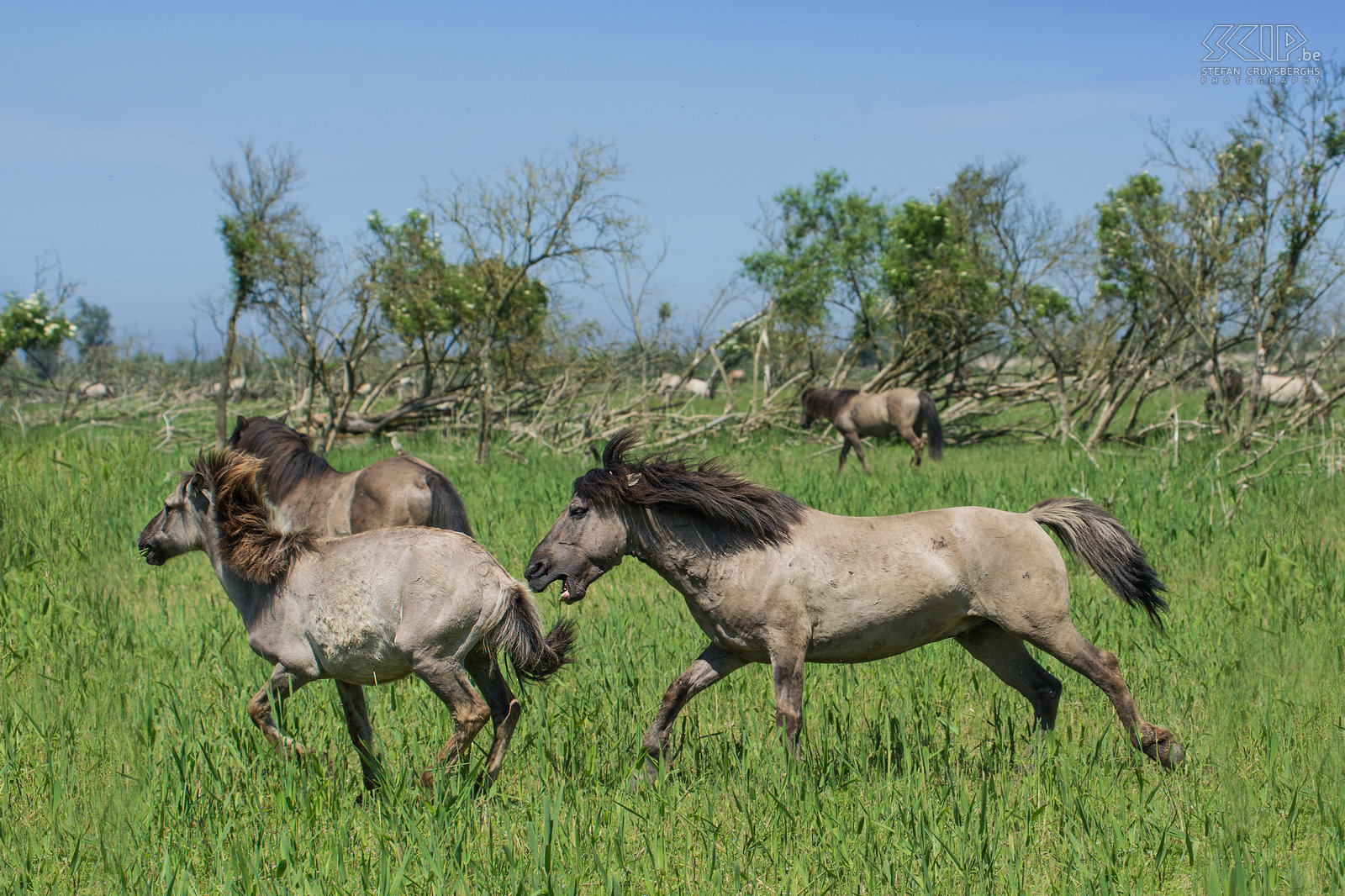 Konik paarden - Oostvaardersplassen De Oostvaardersplassen in Flevoland is het grootste nationale park in Nederland. Het is een groot moerasgebied met rietvlaktes, ruige graslanden en waterplassen waar duizenden vogels zoals ganzen, lepelaars, aalscholvers, reigers, ... vertoeven. 25 jaar geleden werden er ook edelherten, heckrunderen en konik paarden uitgezet. Nu leven er ongeveer 1000 wilde paarden, de grootste populatie in Europa. De konik is van oorsprong een Pools en Wit-Russisch klein wild paard. Ze leven in grote groepen met veel veulens en er is vaak veel interactie en zelfs gevechten. Het is fantastisch om tussen de vele paarden te kunnen vertoeven. Stefan Cruysberghs